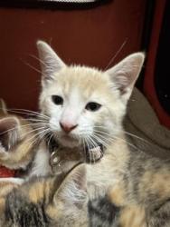 Shelter Stray Male Cat last seen ABORN, 1950 Stevenson Blvd, Fremont, CA 94538, USA