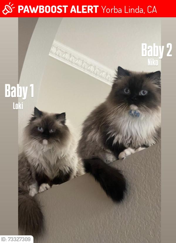 Lost Male Cat last seen Via Lenardo, Yorba Linda, CA 92887
