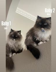 Lost Male Cat last seen Via Lenardo, Yorba Linda, CA 92887