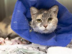 Shelter Stray Female Cat last seen Near BLOCK E GLENROSA AVE, 5501 E Van Buren St, Phoenix, AZ 85008, USA