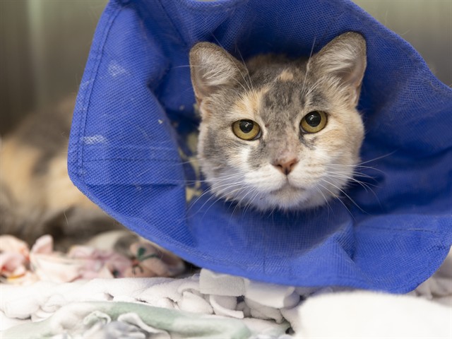 Shelter Stray Female Cat last seen Near BLOCK E GLENROSA AVE, 5501 E Van Buren St, Phoenix, AZ 85008, USA