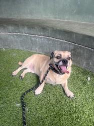 Shelter Stray Male Dog last seen , 14409 Vanowen St, Van Nuys, CA 91405, USA