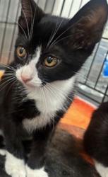 Shelter Stray Female Cat last seen , 14409 Vanowen St, Van Nuys, CA 91405, USA