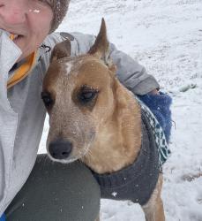 Reunited Female Dog last seen Galm & Alamo Ranch Pkwy, San Antonio, TX 78253