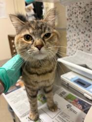 Shelter Stray Female Cat last seen Near BLOCK ARLINGTON AVE, RIVERSIDE CA 92503, 6851 Van Buren Boulevard, Jurupa Valley, CA 92509, USA