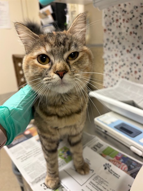 Shelter Stray Female Cat last seen Near BLOCK ARLINGTON AVE, RIVERSIDE CA 92503, 6851 Van Buren Boulevard, Jurupa Valley, CA 92509, USA
