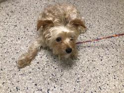 Shelter Stray Male Dog last seen E 112TH LIMA, 12155 Park Blvd, Brighton, CO 80601, USA