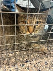 Shelter Stray Unknown Cat last seen Near BLOCK CLAYTON CT, 12155 Park Blvd, Brighton, CO 80601, USA