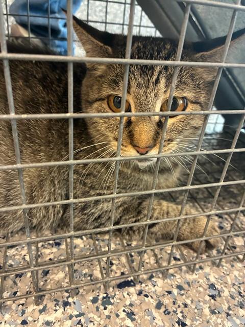 Shelter Stray Unknown Cat last seen Near BLOCK CLAYTON CT, 12155 Park Blvd, Brighton, CO 80601, USA