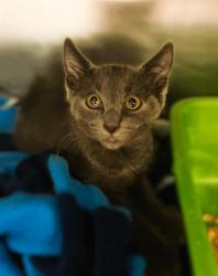 Shelter Stray Male Cat last seen Near BLOCK W 4360, 4522 W 3500 S, West Valley City, UT 84120, USA