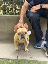 Shelter Stray Female Dog last seen , 957 N Gaffey St, San Pedro, CA 90731, USA