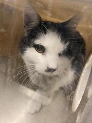 Shelter Stray Unknown Cat last seen Near BLOCK S 2700 W, TAYLORSVILLE, UT 84129, 4522 W 3500 S, West Valley City, UT 84120, USA