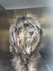 Shelter Stray Male Dog last seen Near BLOCK S HUNTER VILLA LN, WEST VALLEY CITY UT 84128, 4522 W 3500 S, West Valley City, UT 84120, USA