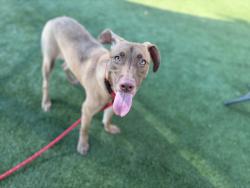 Shelter Stray Male Dog last seen , 3201 Lacy St, Los Angeles, CA 90031, USA