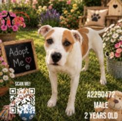 Shelter Stray Female Dog last seen , 3201 Lacy St, Los Angeles, CA 90031, USA