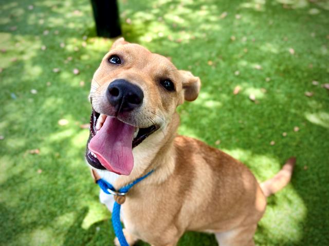 Shelter Stray Female Dog last seen , 2769 Conroy Rd, Orlando, FL 32839, USA