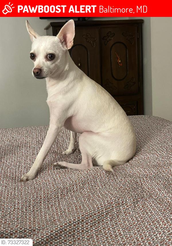 Lost Male Dog last seen North Washington and nort east ave, Baltimore, MD 21213