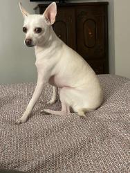 Lost Male Dog last seen North Washington and nort east ave, Baltimore, MD 21213