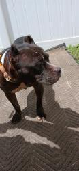Shelter Stray Female Dog last seen Near BLOCK NW 43 AV, COCONUT CREEK FL 33066, 2400 SW 42nd St, Fort Lauderdale, FL 33312, USA