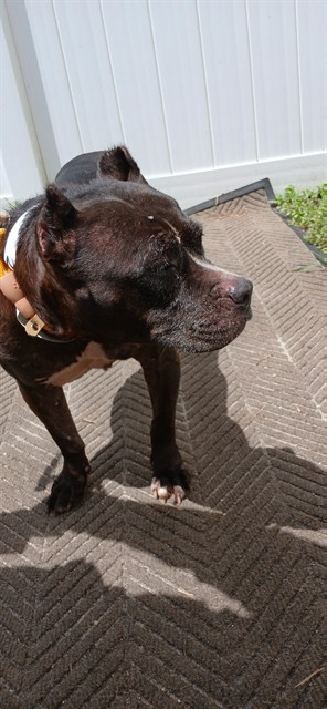 Shelter Stray Female Dog last seen Near BLOCK NW 43 AV, COCONUT CREEK FL 33066, 2400 SW 42nd St, Fort Lauderdale, FL 33312, USA