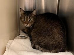 Shelter Stray Unknown Cat last seen Near BLOCK CHAPEL HILLS DR, COLORADO SPRINGS CO 80920, 610 Abbot Ln, Colorado Springs, CO 80905, USA