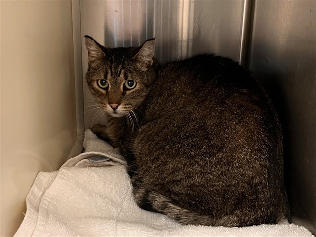 Shelter Stray Unknown Cat last seen Near BLOCK CHAPEL HILLS DR, COLORADO SPRINGS CO 80920, 610 Abbot Ln, Colorado Springs, CO 80905, USA
