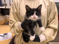 Shelter Stray Male Cat last seen Near BLOCK LENOSO TER, COLORADO SPRINGS CO 80910, 610 Abbot Ln, Colorado Springs, CO 80905, USA