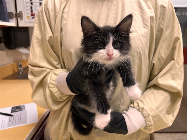 Shelter Stray Male Cat last seen Near BLOCK LENOSO TER, COLORADO SPRINGS CO 80910, 610 Abbot Ln, Colorado Springs, CO 80905, USA