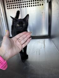 Shelter Stray Unknown Cat last seen Near BLOCK N MACARTHUR BLVD, OKLAHOMA CITY OK 73127, 2811 SE 29th St, Oklahoma City, OK 73129, USA
