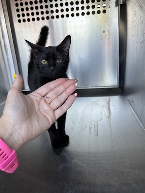 Shelter Stray Unknown Cat last seen Near BLOCK N MACARTHUR BLVD, OKLAHOMA CITY OK 73127, 2811 SE 29th St, Oklahoma City, OK 73129, USA