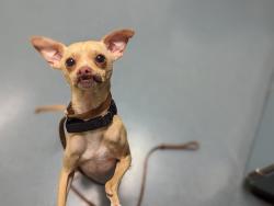 Shelter Stray Male Dog last seen Near BLOCK E 45TH AVE, DENVER CO 80239, 1241 W Bayaud Ave, Denver, CO 80223, USA