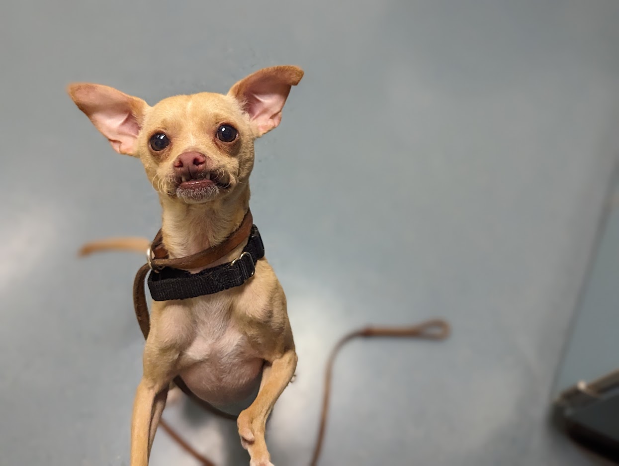Shelter Stray Male Dog last seen Near BLOCK E 45TH AVE, DENVER CO 80239, 1241 W Bayaud Ave, Denver, CO 80223, USA