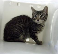 Shelter Stray Unknown Cat last seen Near BLOCK N KALISPELL ST, DENVER CO 80239, 1241 W Bayaud Ave, Denver, CO 80223, USA