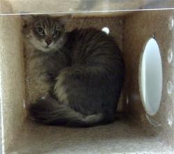 Shelter Stray Unknown Cat last seen Near BLOCK N KALISPELL ST, DENVER CO 80239, 1241 W Bayaud Ave, Denver, CO 80223, USA