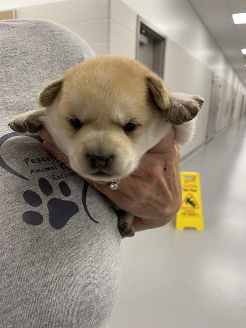 Shelter Stray Female Dog last seen Near, 2600 S Harding St, Indianapolis, IN 46221, USA