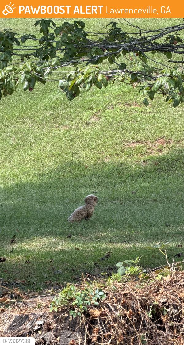 Surrendered Unknown Dog last seen Rhodes Jordan Park, Lawrenceville, GA 30046