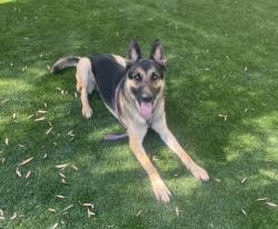 Shelter Stray Male Dog last seen , 1850 W 60th St, Los Angeles, CA 90047, USA
