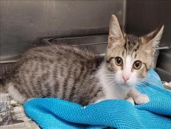 Shelter Stray Male Cat last seen , 1850 W 60th St, Los Angeles, CA 90047, USA