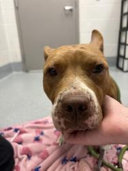 Shelter Stray Female Dog last seen Near, 2600 S Harding St, Indianapolis, IN 46221, USA