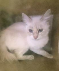 Shelter Stray Female Cat last seen , 1850 W 60th St, Los Angeles, CA 90047, USA