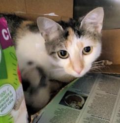 Shelter Stray Female Cat last seen , 1850 W 60th St, Los Angeles, CA 90047, USA