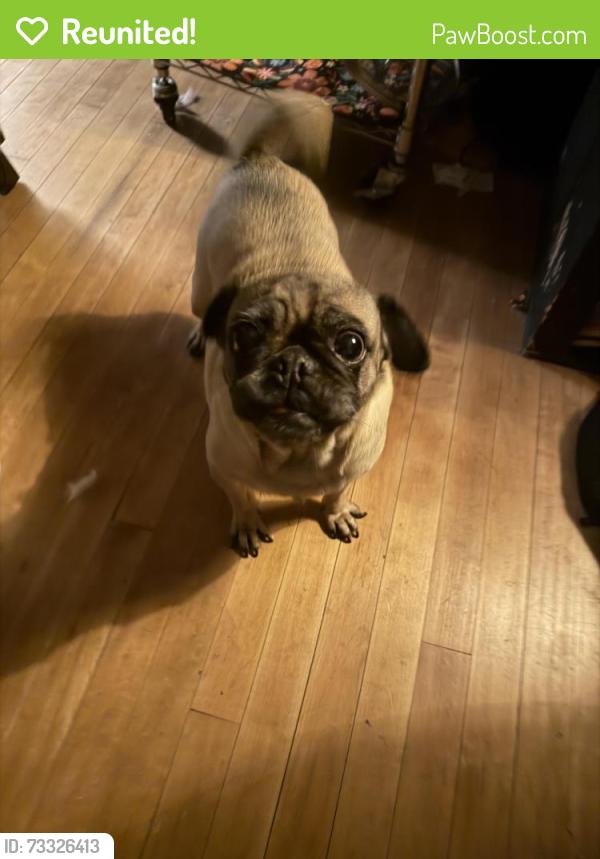 Reunited Female Dog last seen S 11th & Walker, Milwaukee, WI 53204