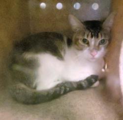 Shelter Stray Male Cat last seen , 1850 W 60th St, Los Angeles, CA 90047, USA