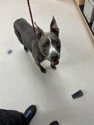 Shelter Stray Male Dog last seen Near S WELLS AVE, RENO NV 89502, 2825 Longley Ln Suite A, Reno, NV 89502, USA