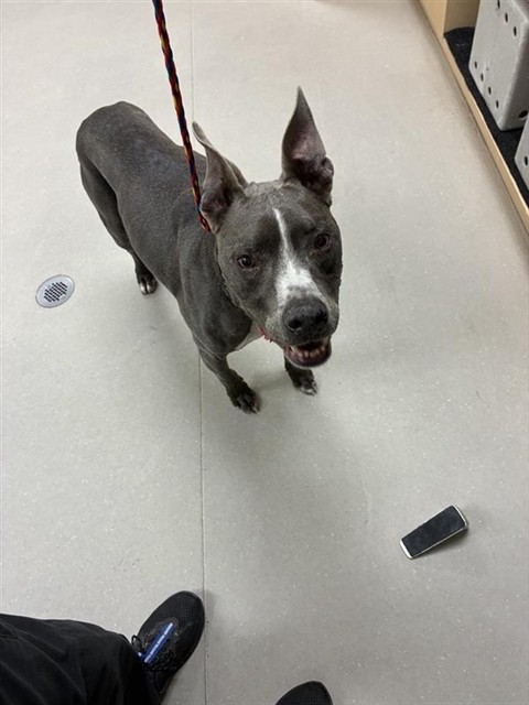 Shelter Stray Male Dog last seen Near S WELLS AVE, RENO NV 89502, 2825 Longley Ln Suite A, Reno, NV 89502, USA