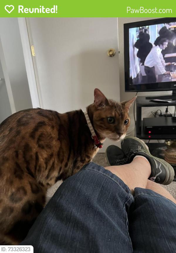 Reunited Unknown Cat last seen Hilltop and Willowbend, Parker, CO 80138