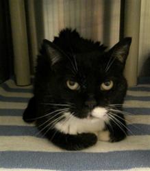 Shelter Stray Female Cat last seen CRANES ROOST AREA ALTAMONTE SPRINGS, 232 Eslinger Way, Sanford, FL 32773, USA