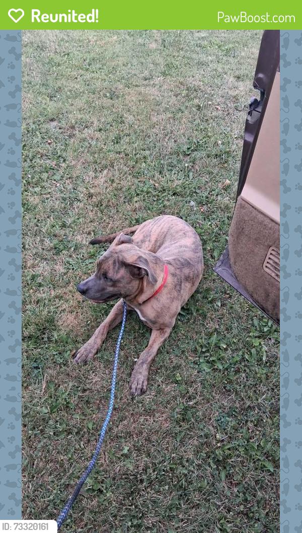 Reunited Male Dog last seen Stone at and eleventh, Flint, MI 48503