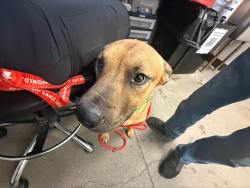Shelter Stray Male Dog last seen , 4000 N Silverbell Rd, Tucson, AZ 85745, USA