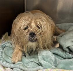 Shelter Stray Female Dog last seen MEADOWLARK AVE, 10521 Baur Blvd, Olivette, MO 63132, USA